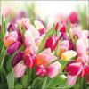 AmbienteServietten Glorious Tulips, Tulpen  33x33, 20 Stück